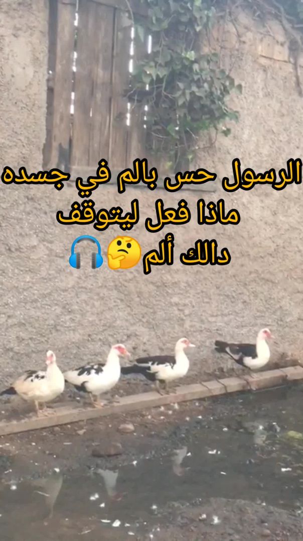 الرسول حس بالم في جسده ماذا فعل ليتوقف دالك دالك تلم