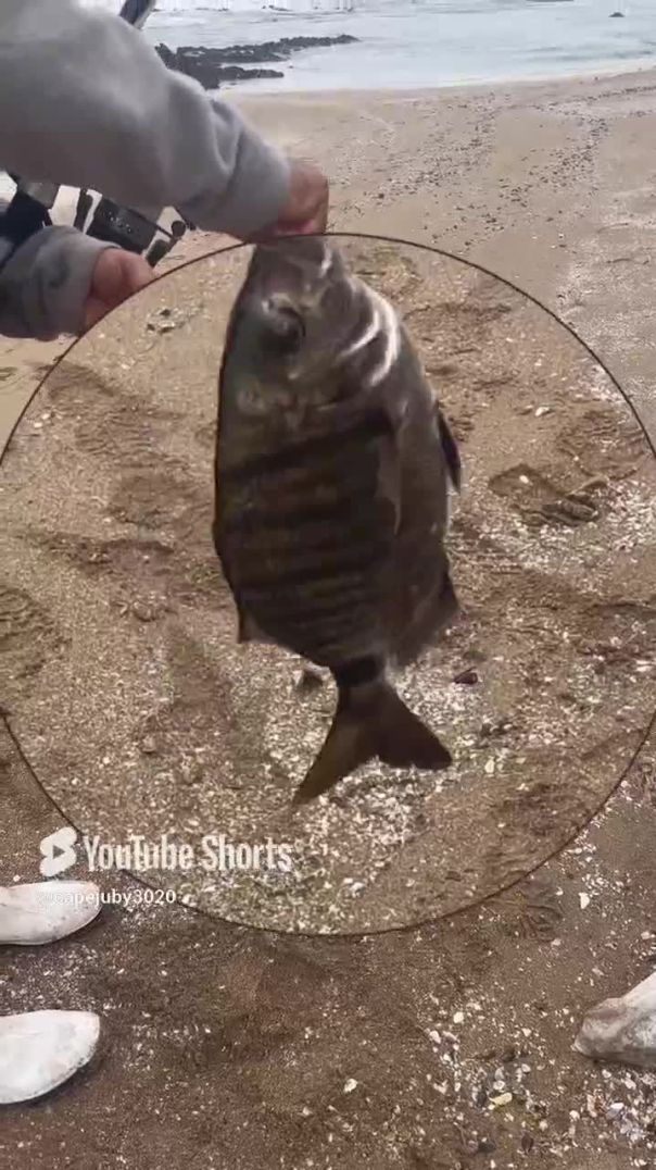 Technique détaché poisson facilement