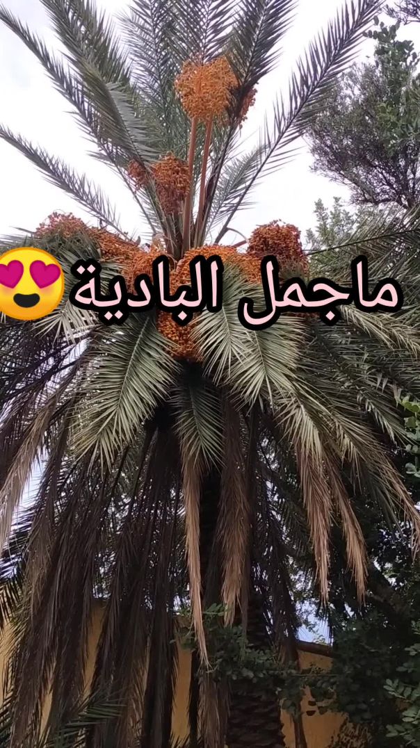 انها البادية يا سادة