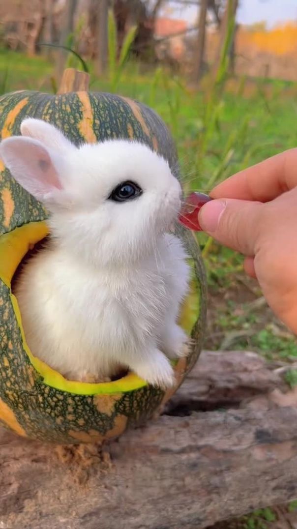 Cute rabbit😍