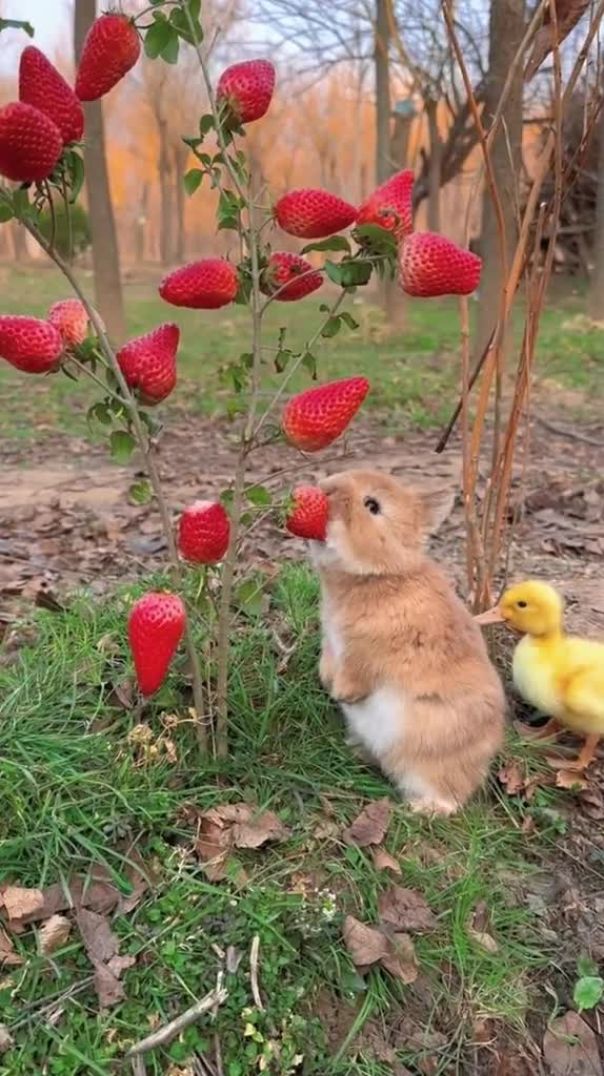 🐇🍓🐤