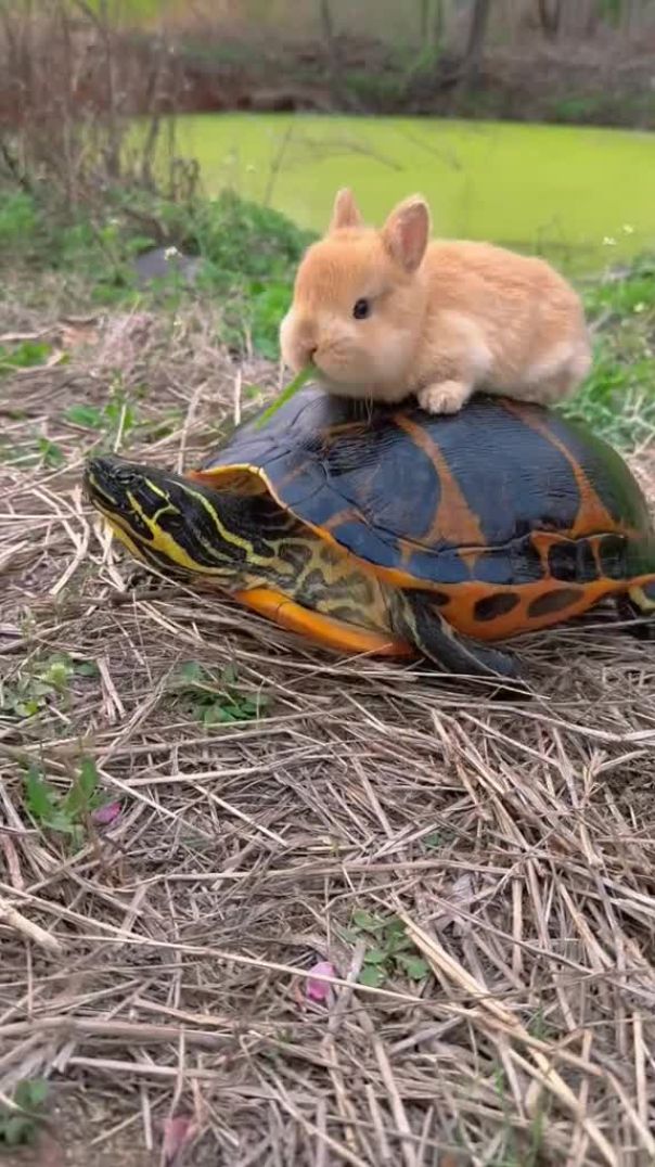 Un petit lapin chevauchant une tortue