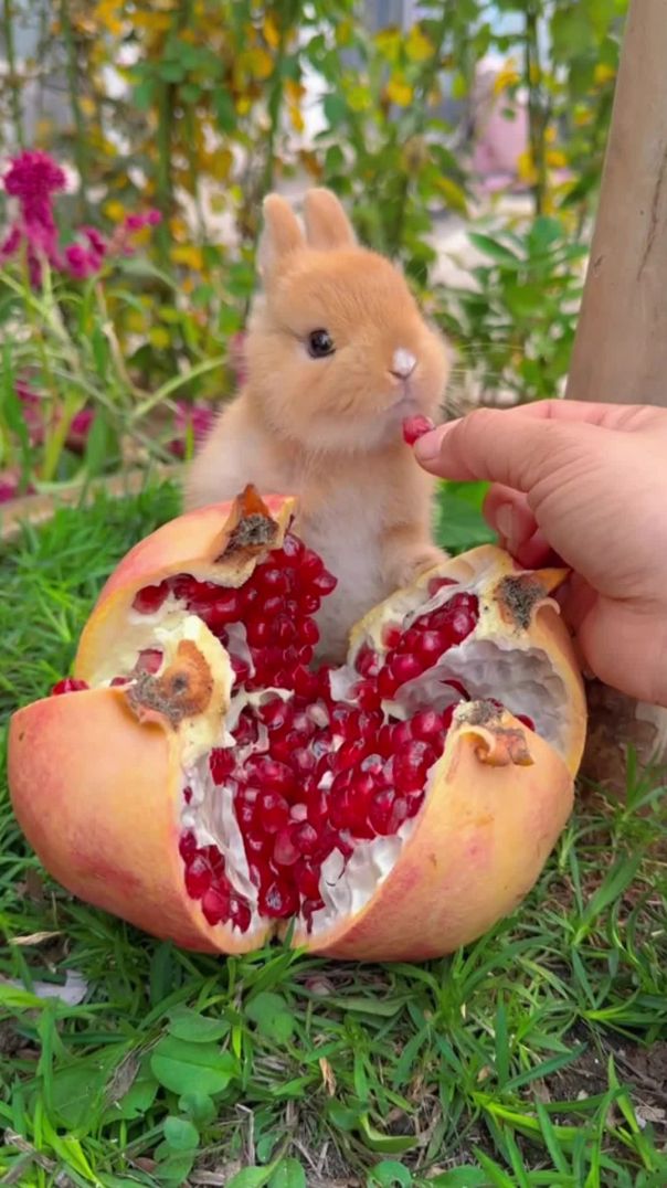 Un petit lapin mangeant des fruits de grenade