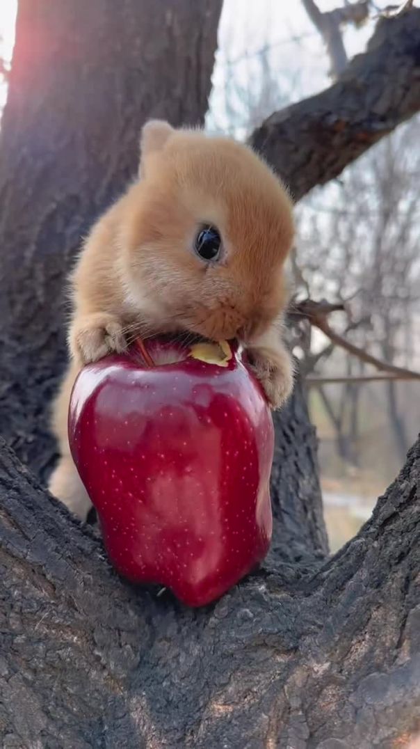 Little rabbit eating apple