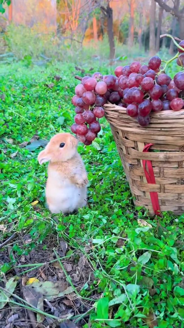 Petit lapin mangeant du raisin🍇