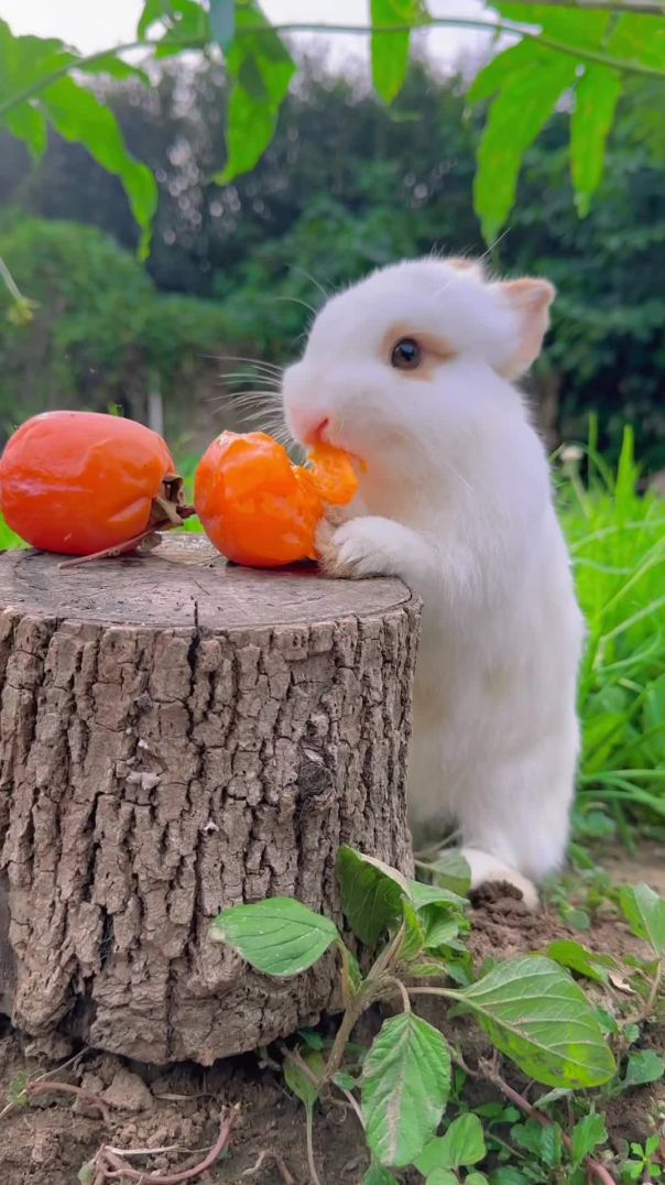 A little rabbit eating persimmon fruit