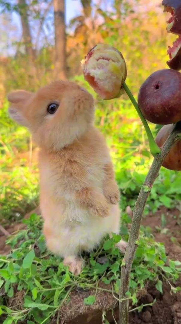 Un petit lapin mangeant des figues