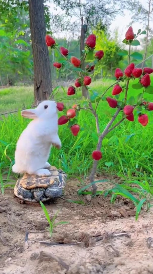 Un lapin se tient au sommet d’une tortue et mange une fraise 🍓