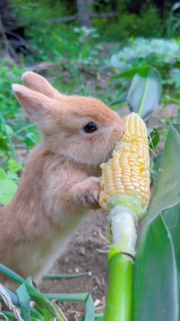 Rabbit 🌽