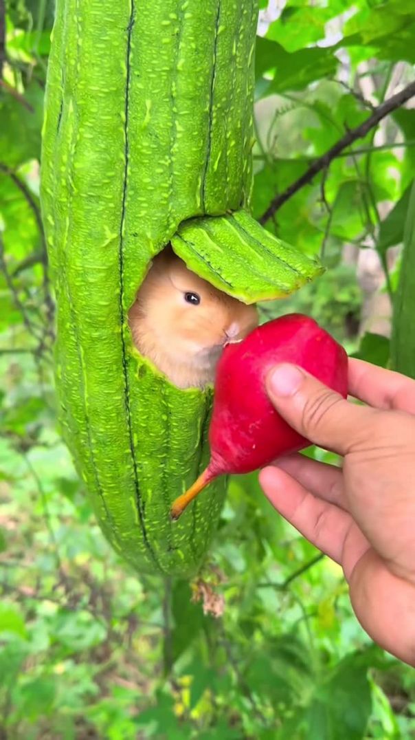 Un petit lapin dans un concombre mangeant une poire rouge