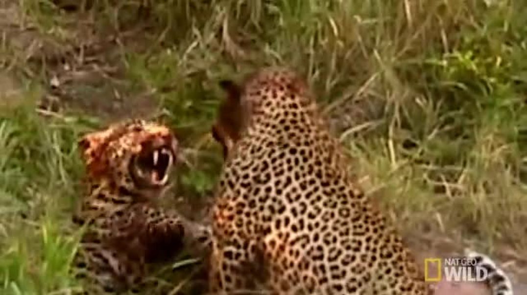 A Leopard Duel Means a Bloody Battle _ Animal Fight Night