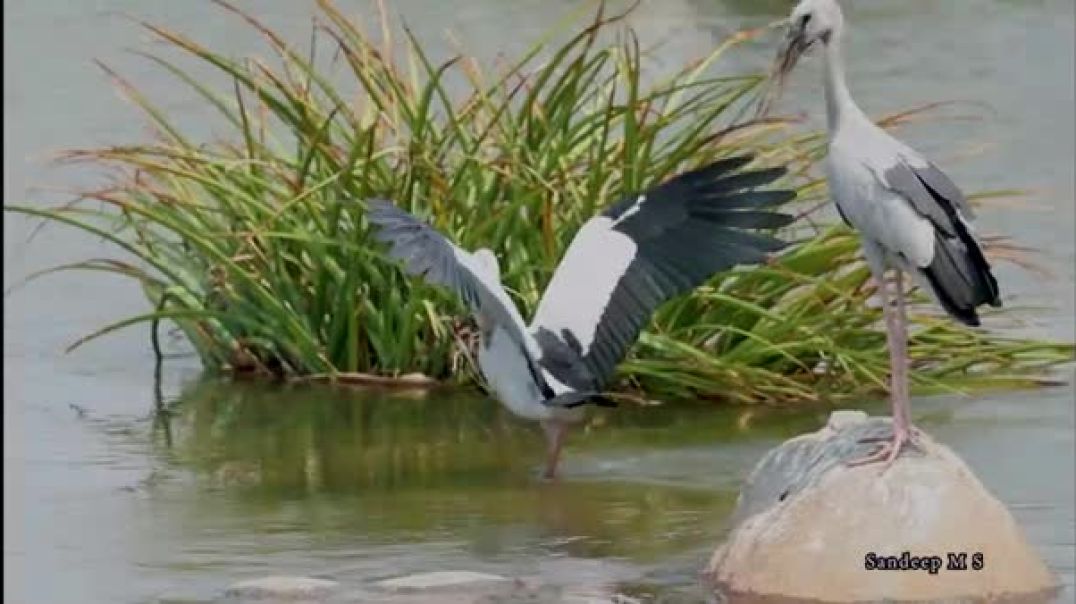 Open Bill Bird Struggles_ A Nesting Journey Like No Other _ Wildlife Documentary _  Birding Journey