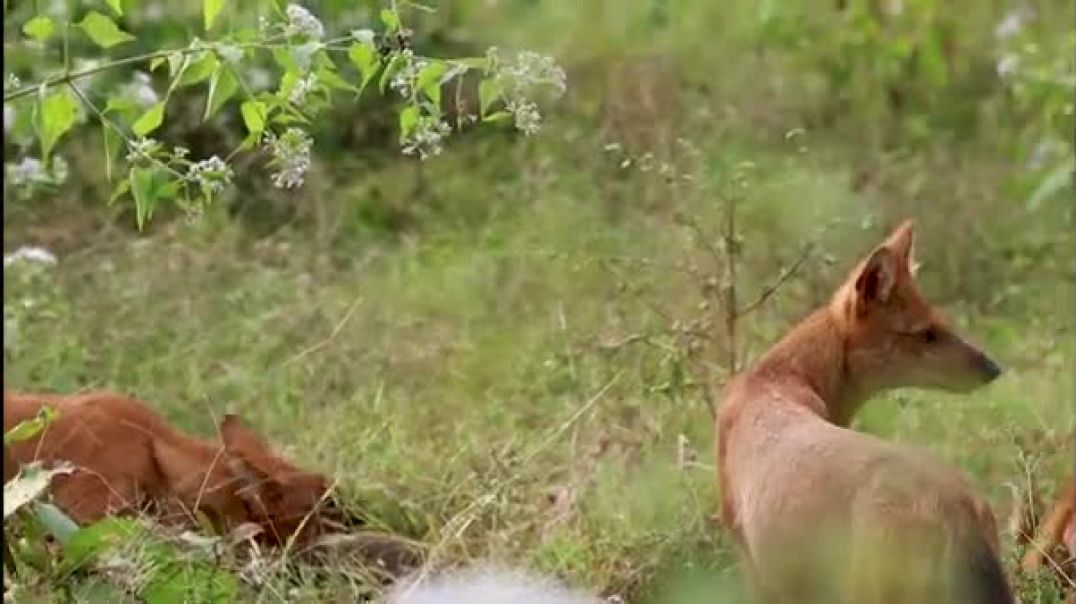 Dhole Pack Feasting on Deer - Nature_s Raw Power Revealed _ Bandipur National Park _ Documentary