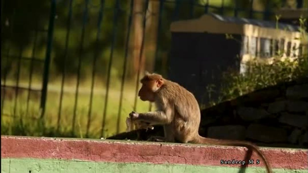 ⁣Monkey showcases their ability to thrive in human-dominated spaces _ Wildlife vs Urban living