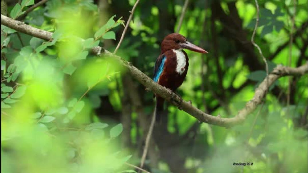 ⁣Fascinating Insights Into Kingfisher Scouting Behavior _ Wildlife Documentary _ BRT tiger reserve