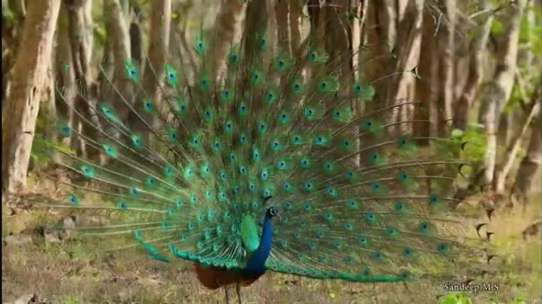 The peacock dance is a traditional performance that embodies the elegance and beauty of the peacock