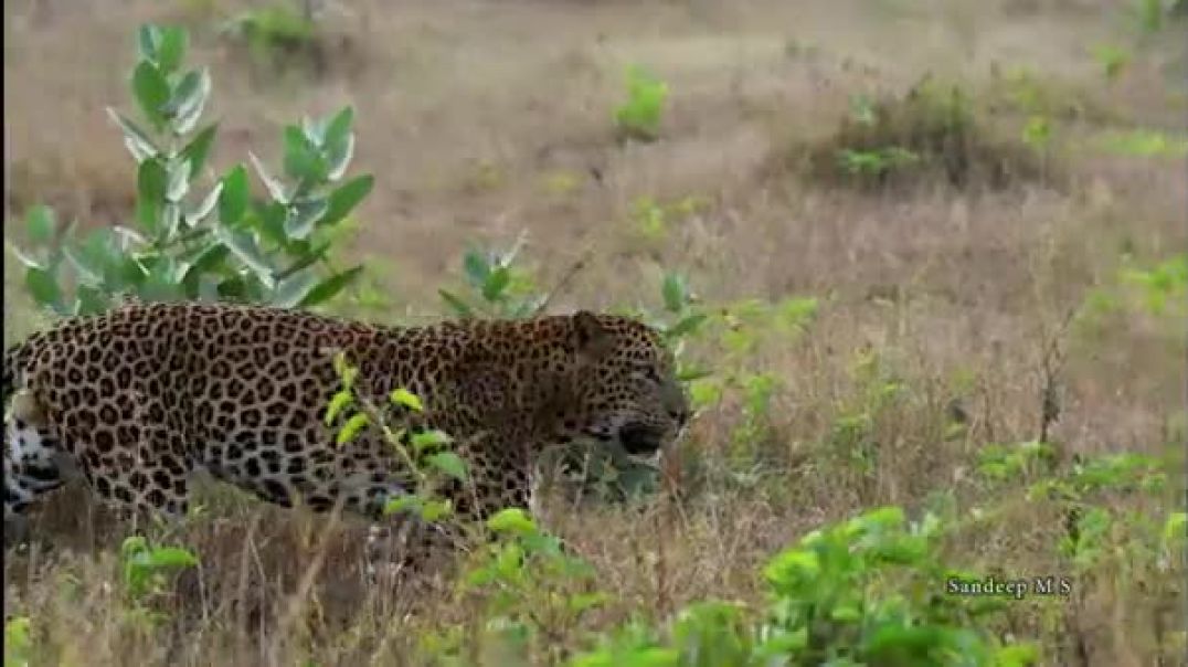 Leopard Moving with Extraordinary Caution - Unbelievable Stealth _ Bandipur National Park _ Big Cats