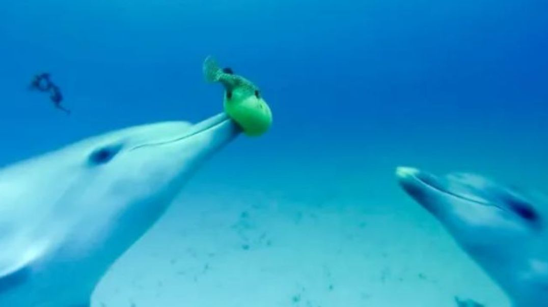 Dolphins Play Catch With A Pufferfish_ _ Spy In The Wild _ BBC Earth Kids()