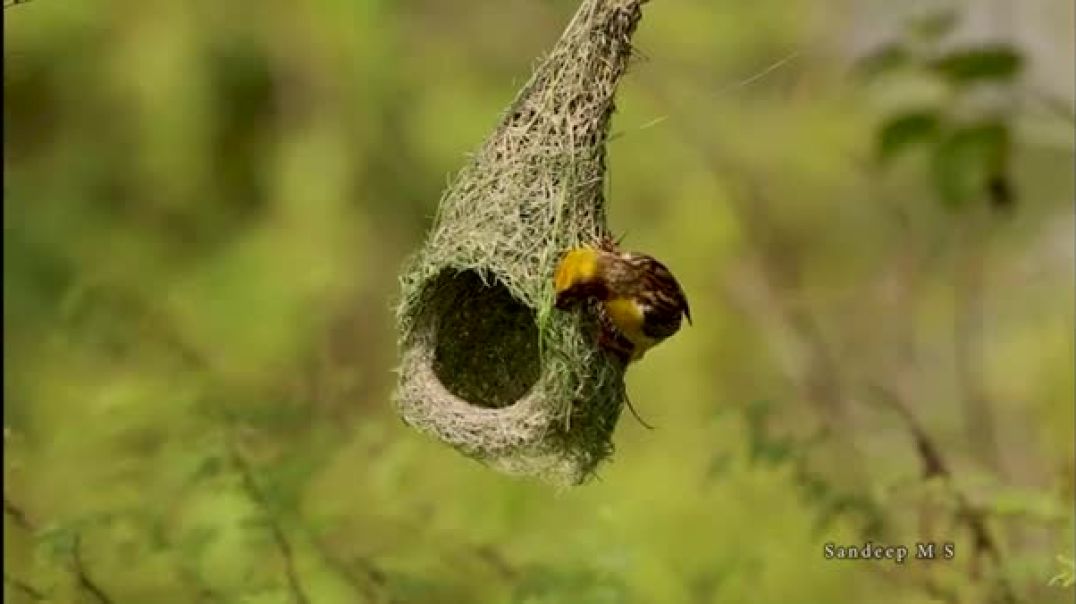 Watch the Baya Weaver Carefully Tailor Its Nest _ Wildlife Documentary _ Nest Building _ Weaver bird