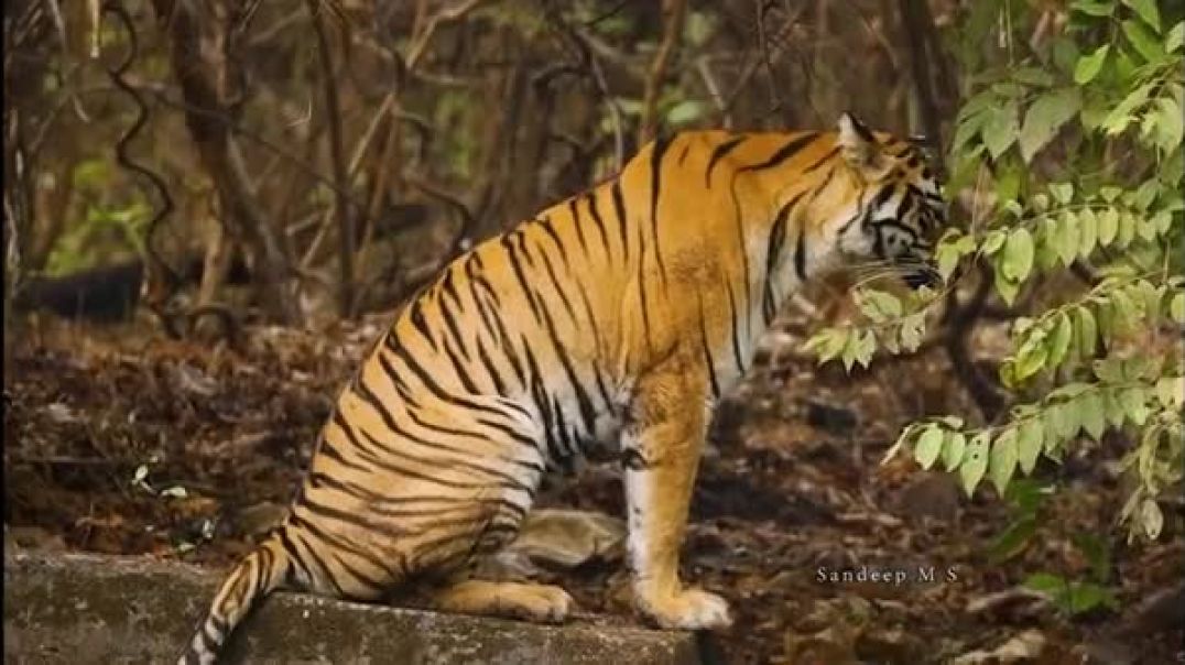 ⁣When Two Apex Predators Meet Tigress and Tiger Showdown _ Tadoba National Park _ Documentary