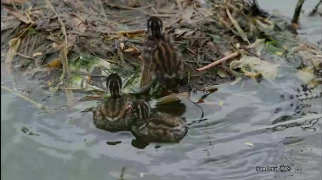 Little Grebe_s Naughty Chicks Steal the Show_ _ Tender Bonding Moments _ Wildlife Documentary