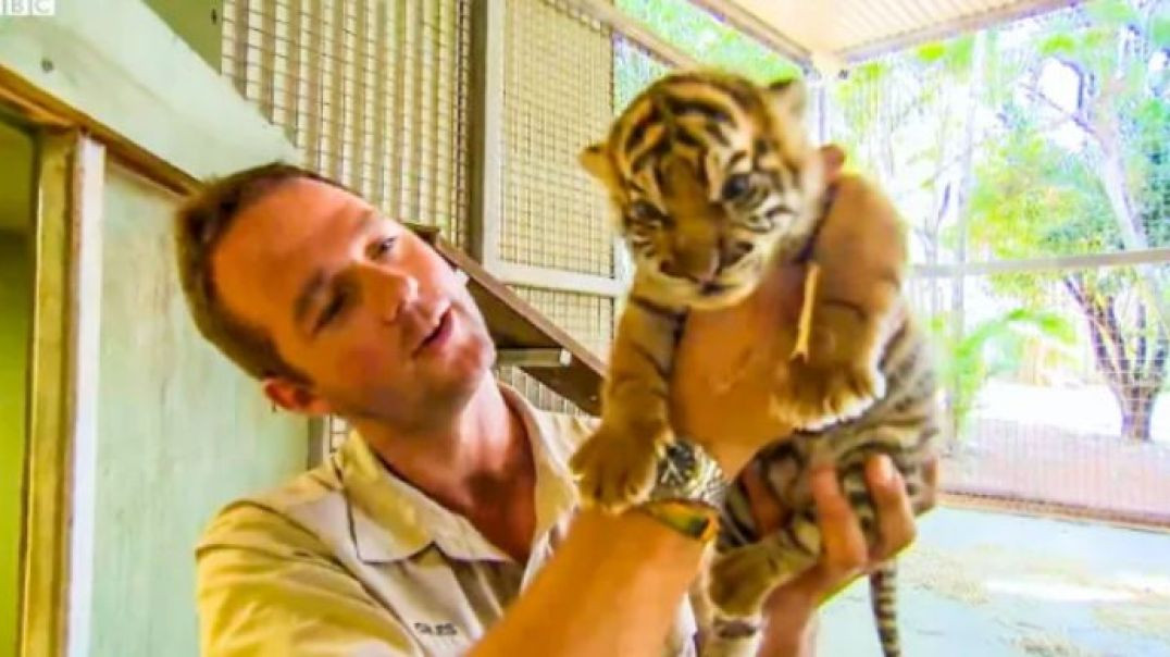 ⁣Handraising Newborn Twin Tiger Cubs _ BBC Earth Kids)