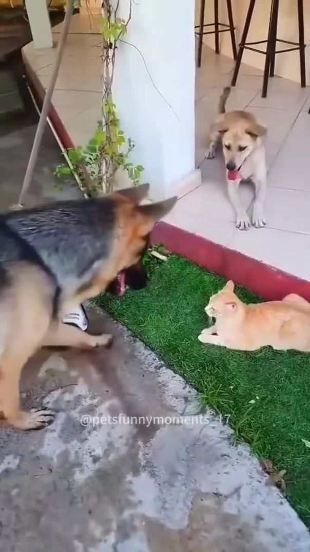 Dog vs cat so funny