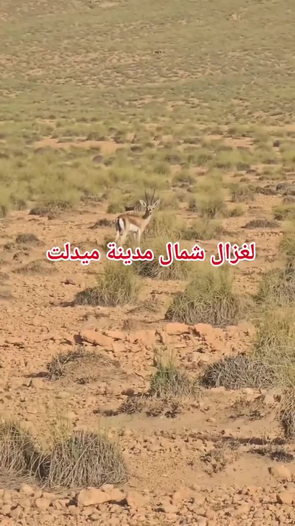 توطين قطيع الغزلان بميدلت