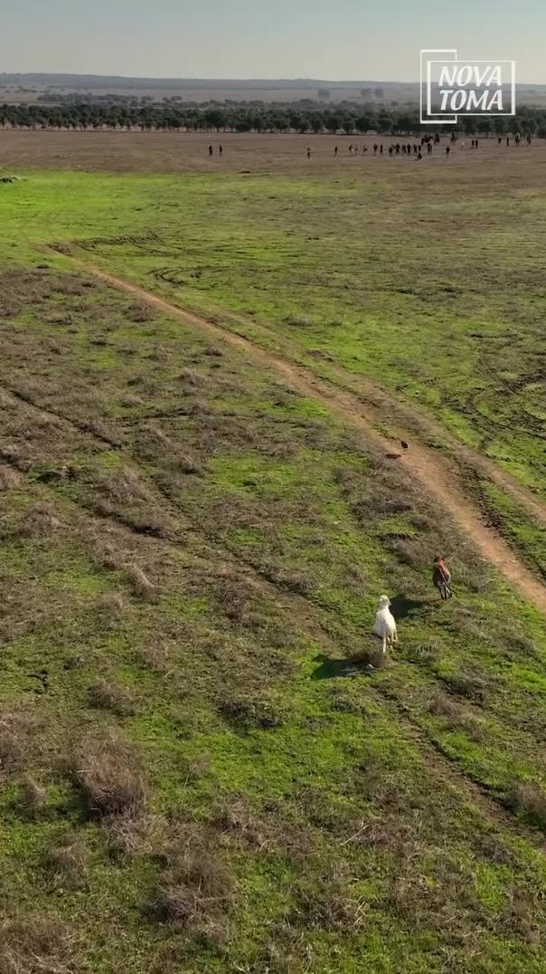 😏 ¡Carrerón de galgos tras esta liebre_ ___cazadores _cacciapassione _wildanimals _huntingvideo _hun