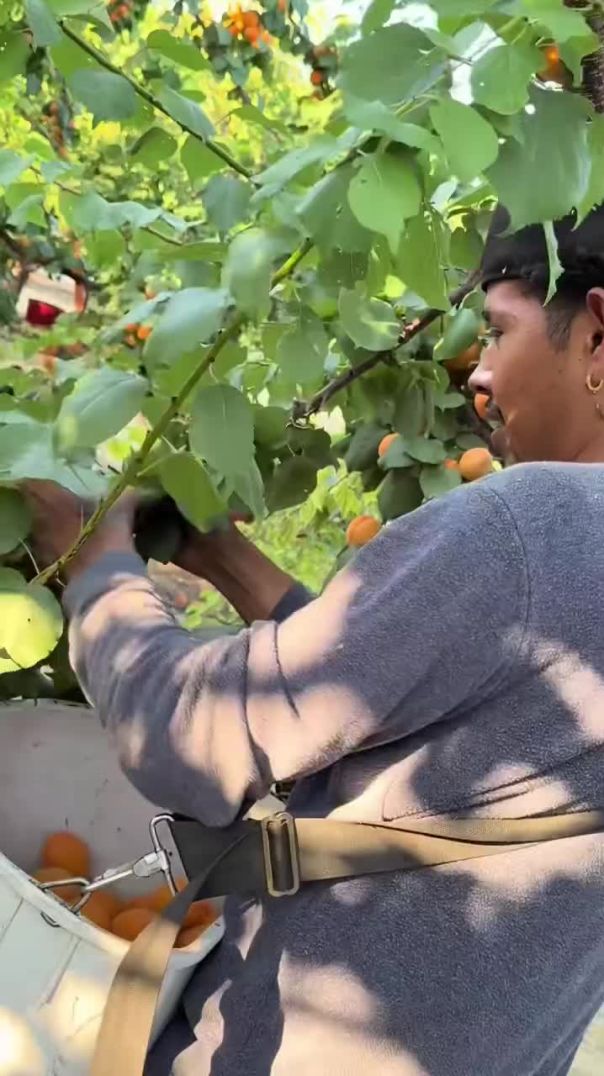 El más rápido en la pisca de chabacano 🍑 ☀️ _Chabacano _Pisca _verano2025(720P_HD)