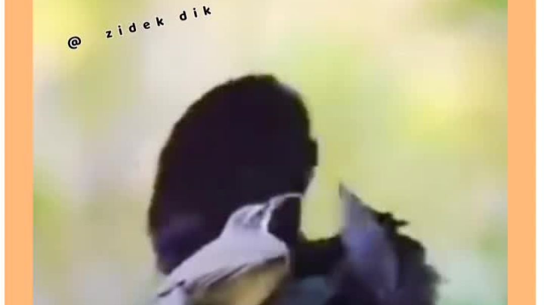 دار ليها السماوي و لكن المفاجأة في اخر الفيديو 🤣 🤝🙂(720P_HD)