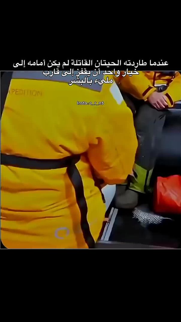 عندما طاردته الحيتان القاتلة لم يكن أمامه إلى
