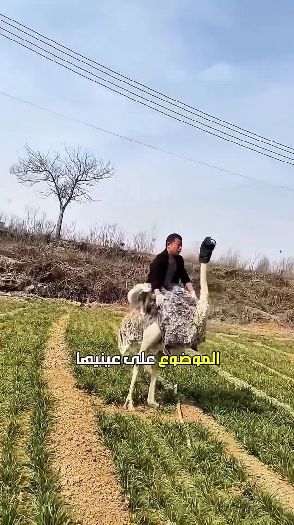 ركوب النعامة 🤠🐦(2K_HD)(1080P_60FPS)