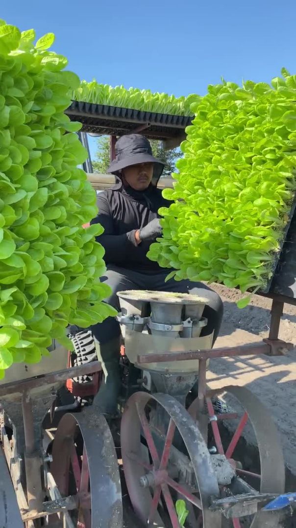 Chinese cabbage💚(720P_HD)