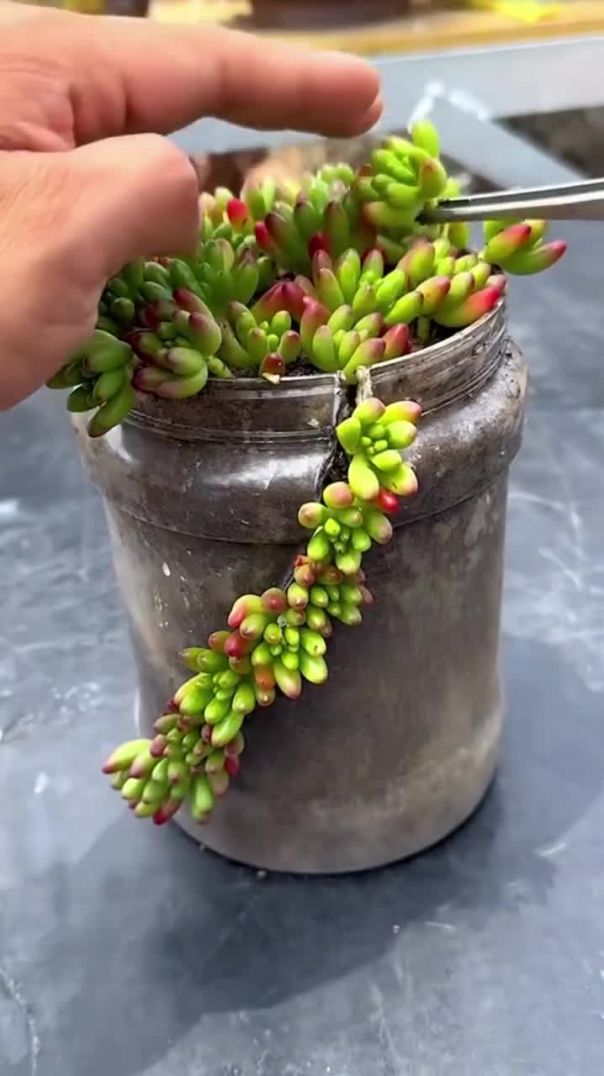 عاوزة شكل أنيق وموفر للمساحة؟_شوفي إزاي زرعنا أكتر من 10 عصاريات في أصيص واحد بشكل رأ(720P
