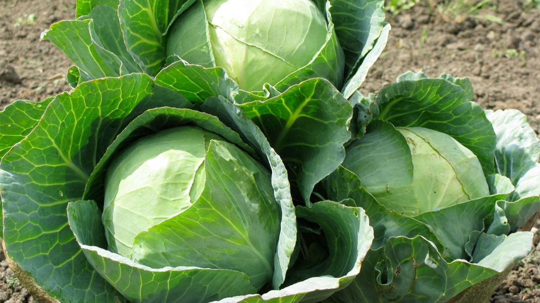 Cabbage Farming： A Step-by-Step Guide for Beginners - Agriculture