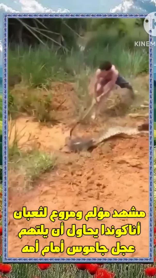 مشهد مروع لثعبان أناكوندا يحاول أن يلتهم عجل جاموس أمام أمه __(720P_HD)