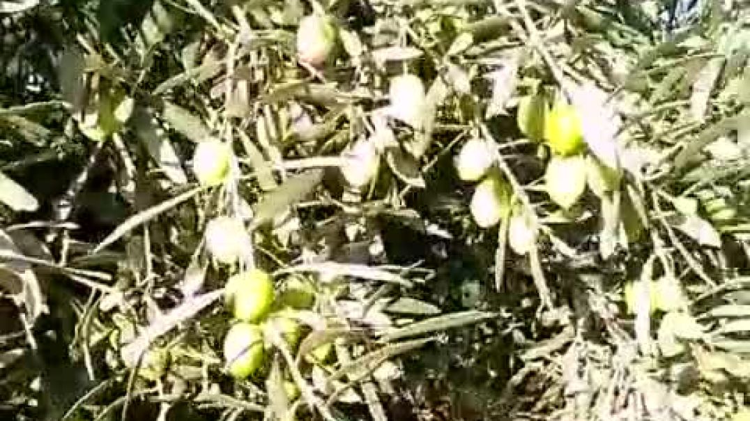 Jnan sadi9