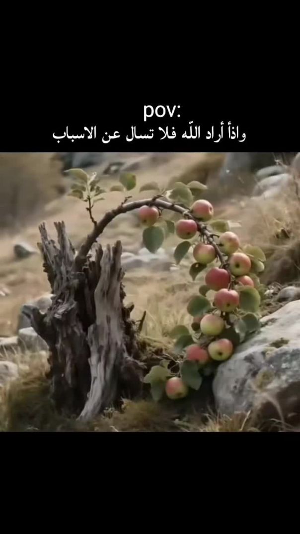 فوض أمرك لله 🤲💫
