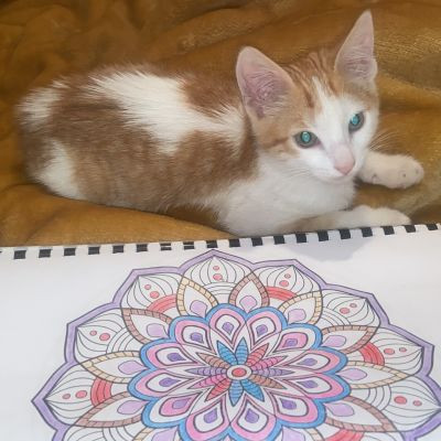 Cat Lovers club 