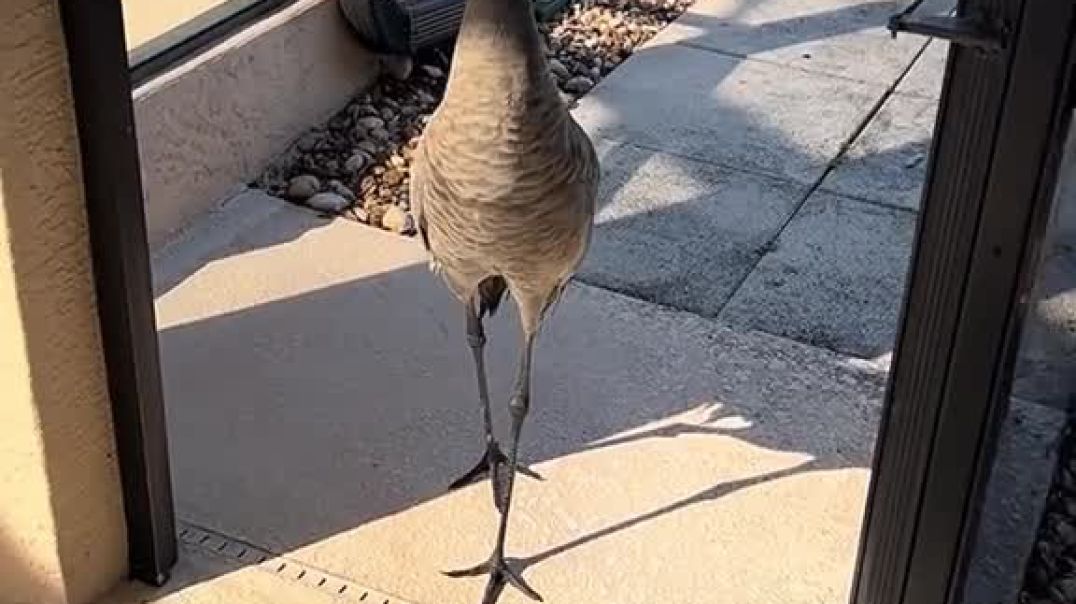 ضيوف الغفلة