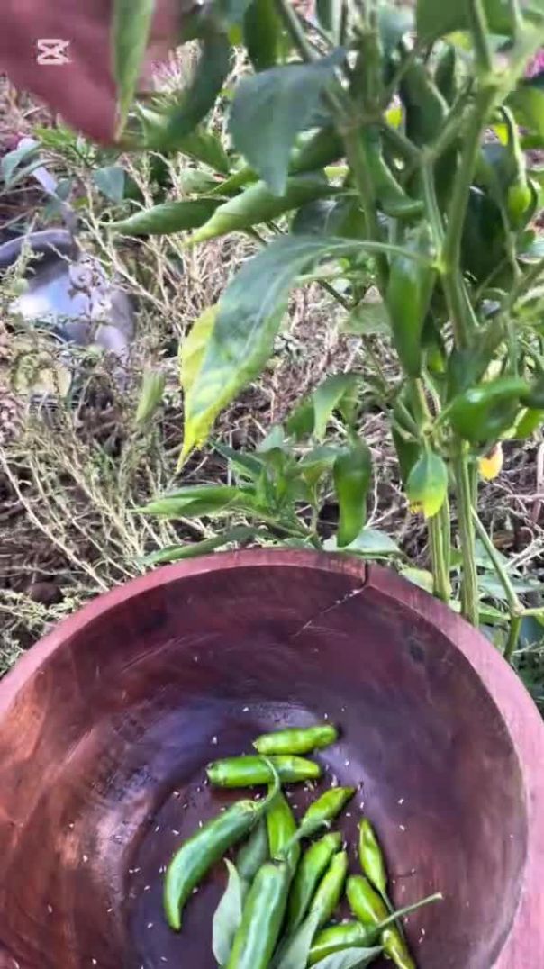 طريقة تخليل الفلفل الحار