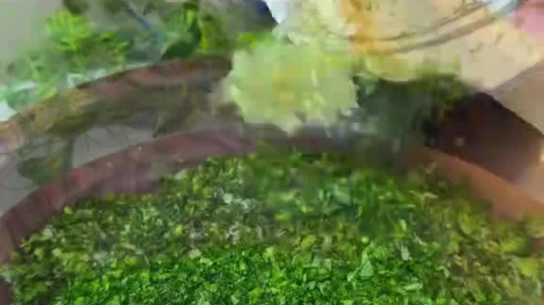 ⁣_storage_emulated_0_Android_data_com