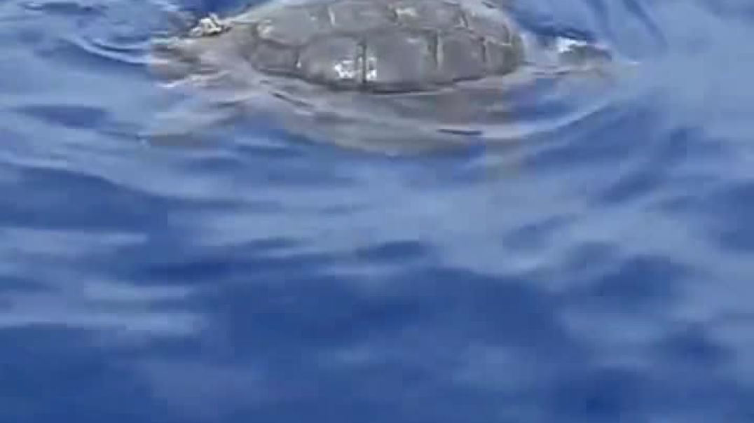 جمال وطرائف داخل عرض #البحر