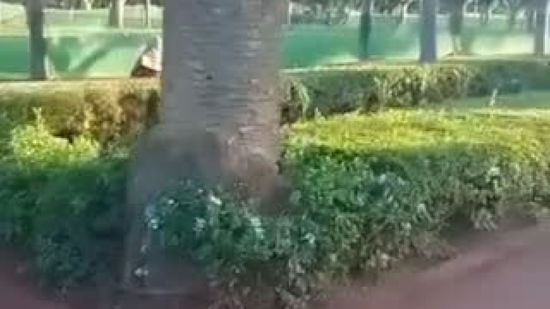 حديقة الجامعة العربية